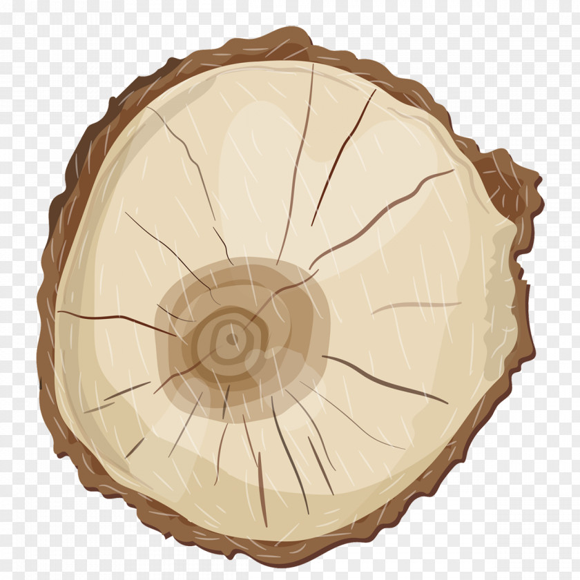 Poplar Tree Rings PNG