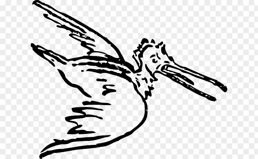 Snipe Button Pelican Bird Goose Cygnini Clip Art PNG