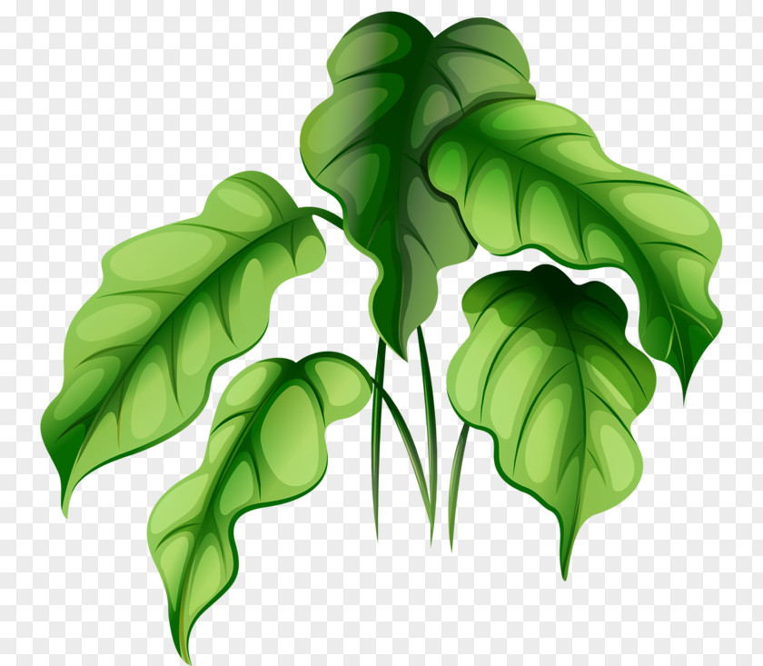 Watermelon Leaf Pattern Plant Royalty-free Green Illustration PNG