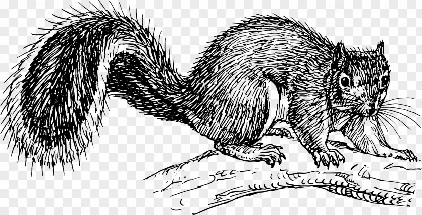 A Squirrel Eastern Gray Black Clip Art PNG