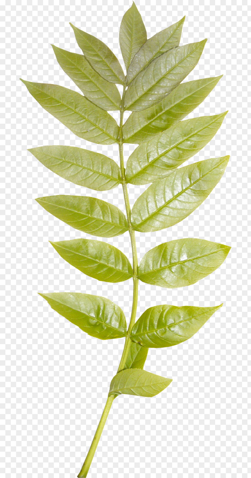 Adobe Photoshop Autumn Plant Stem PNG