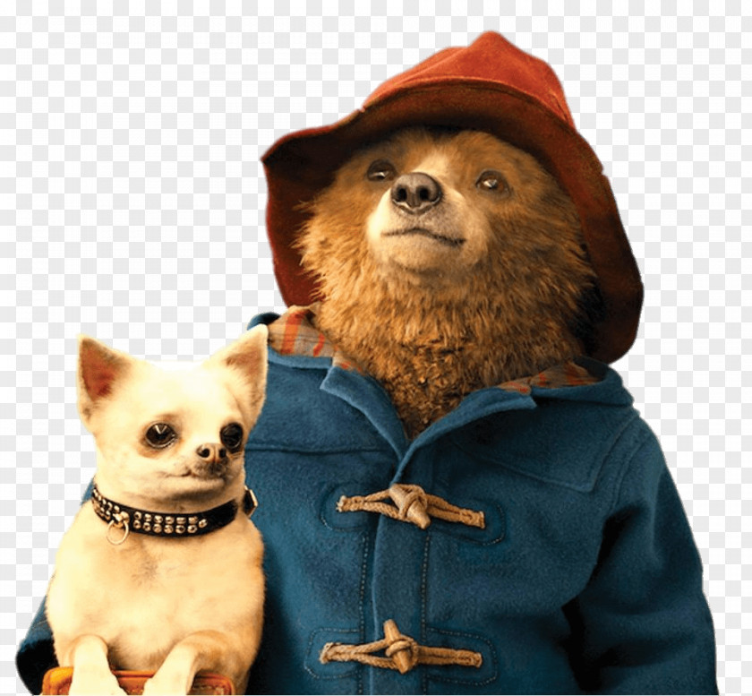 Bear Paddington Fuzzy Little Called Film PNG