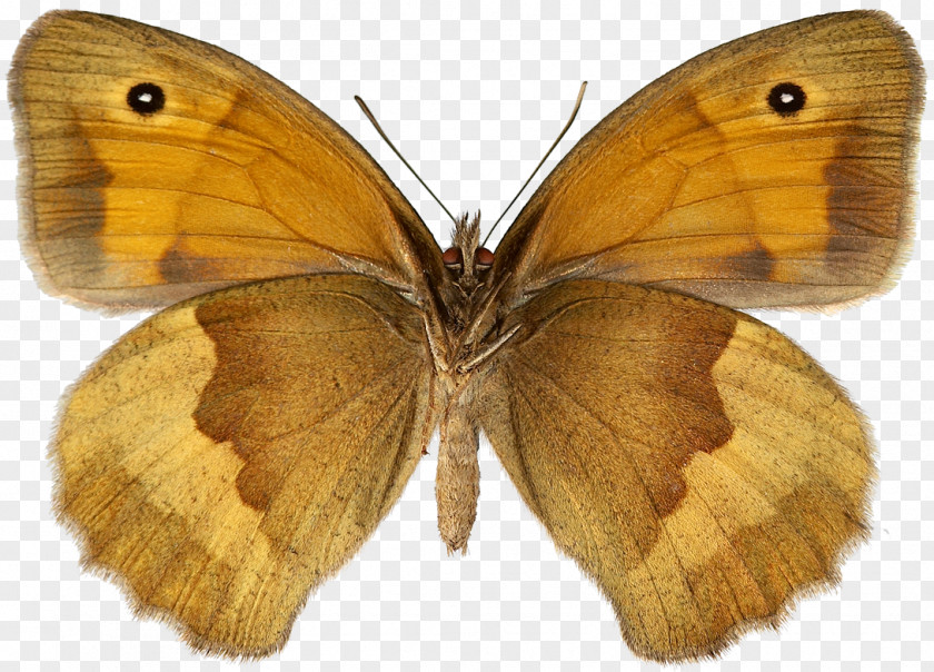 Butterfly Colias Meadow Brown Species Artskart PNG