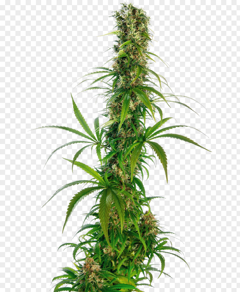 Cannabis Sativa Sensi Seeds Ruderalis Tetrahydrocannabinol PNG