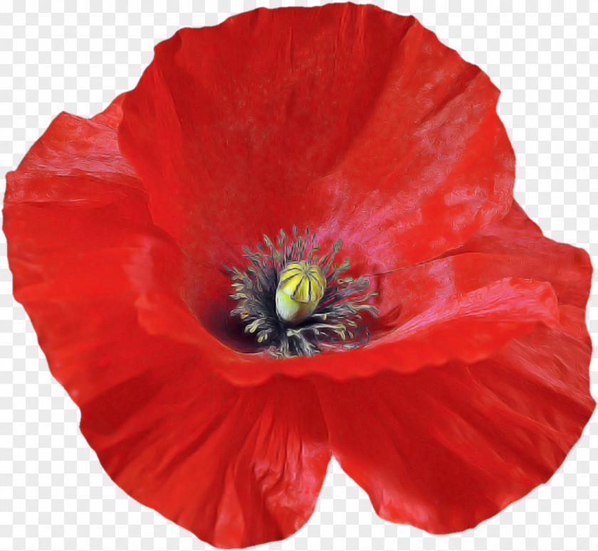 Flower Petal Red Oriental Poppy Plant PNG