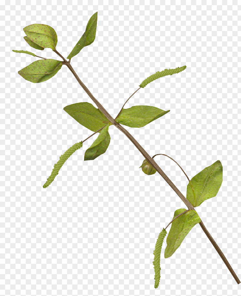 Foliage Leaf Plant Stem Branch Twig PNG