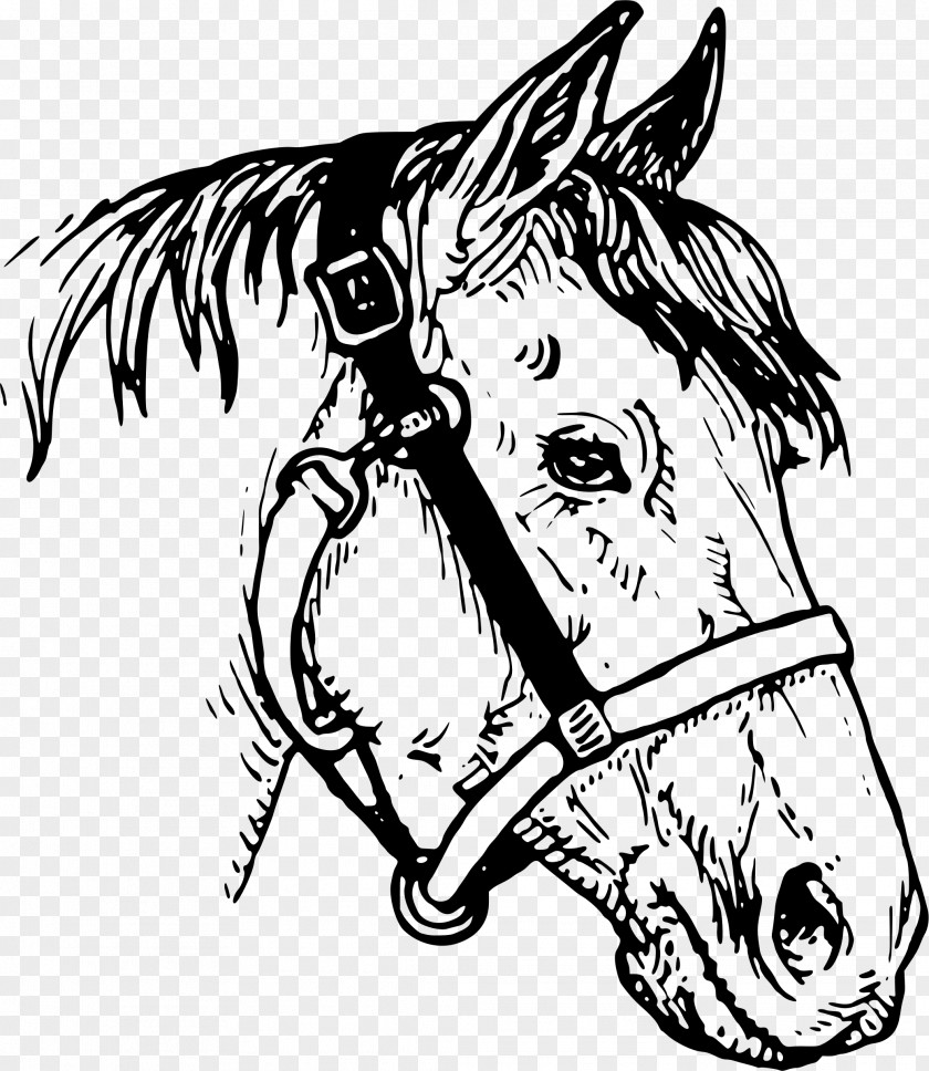 Horseshoe American Quarter Horse Clip Art PNG
