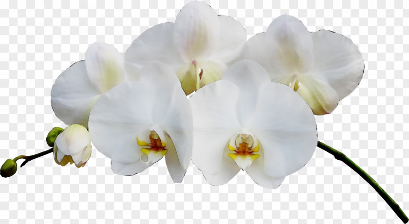 Orchids Of The Philippines Orchid Flower White Moth Petal Plant PNG
