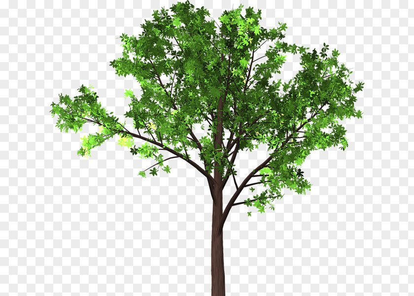 Tree Branch Japanese Zelkova Leaf Image PNG