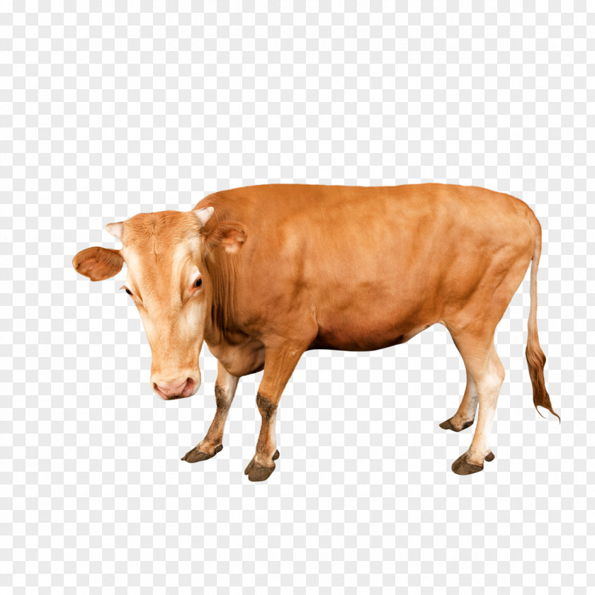 Yellow Cattle Free Material Milk Poster Google Images PNG