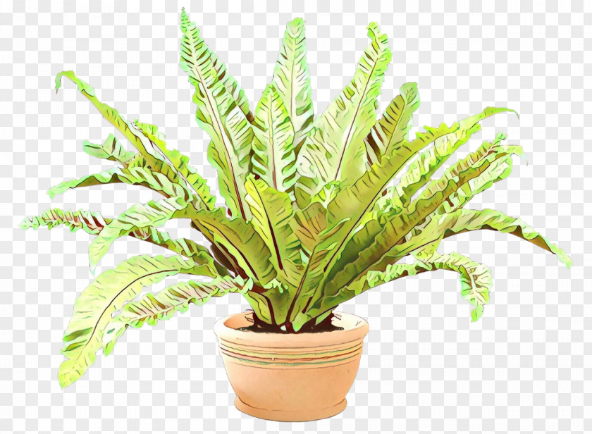 Flowerpot Fern Terrestrial Plant Puzzlegrass Plants PNG