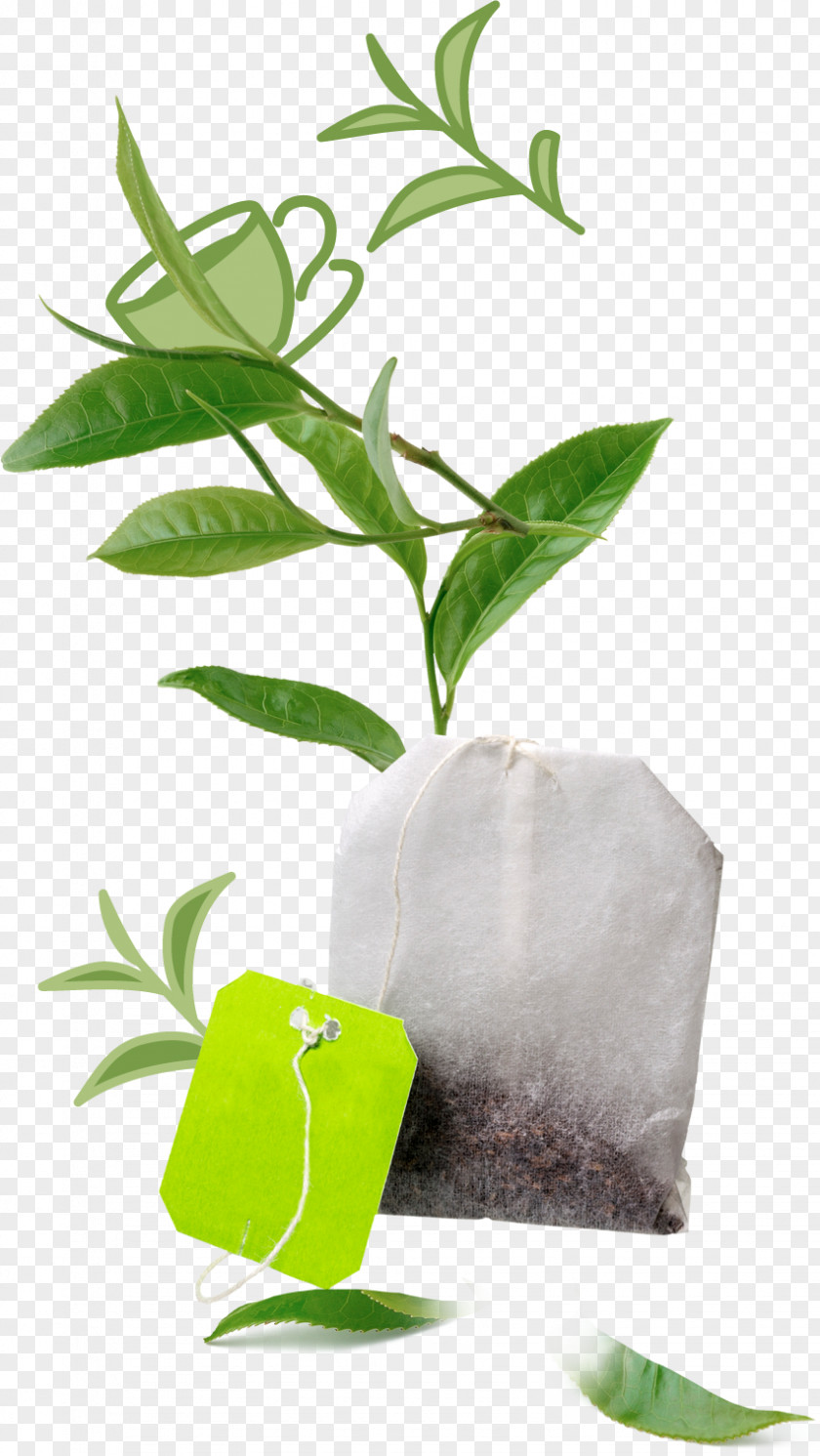Green Tea Ice Herbalism Leaf Alternative Health Services PNG