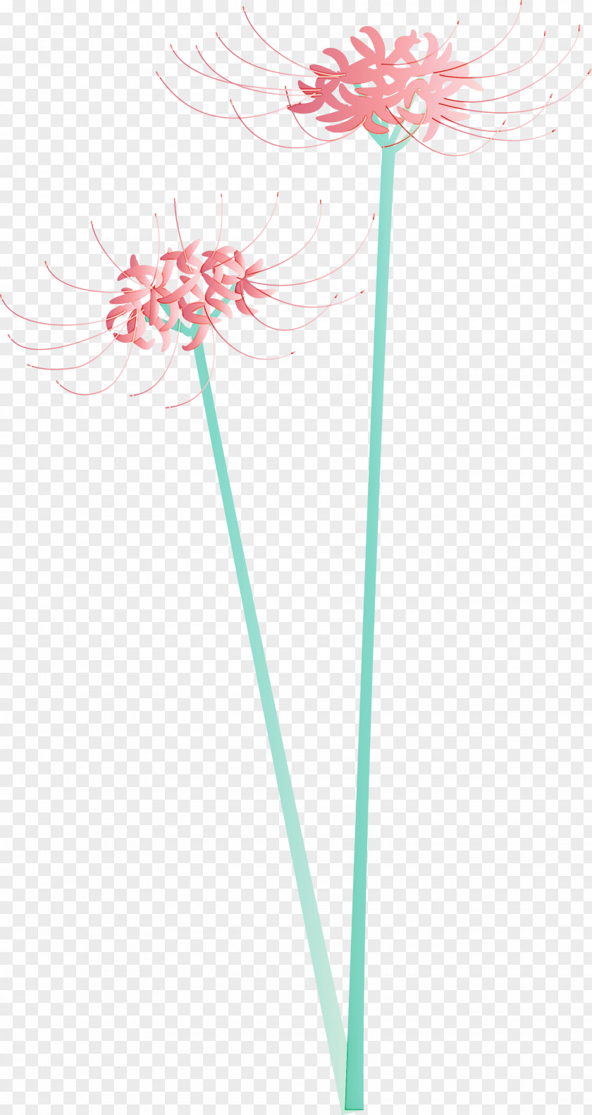 Hurricane Lily Flower PNG