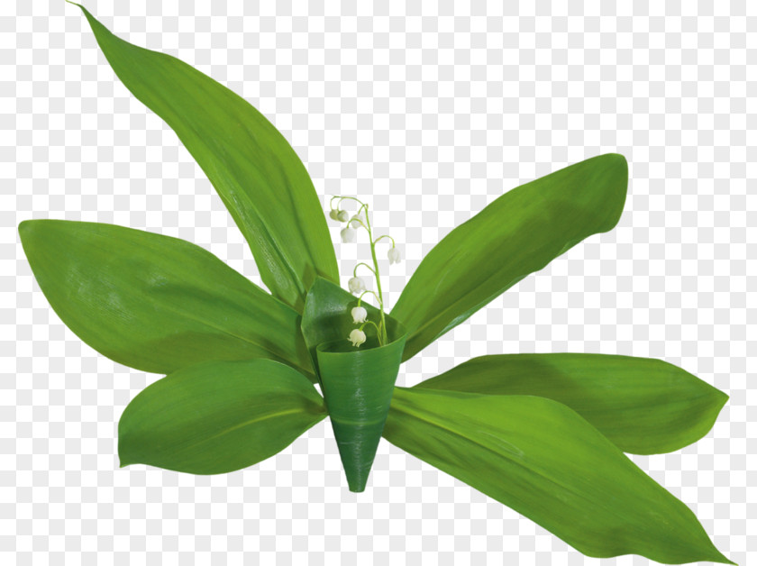 Lily Of The Valley Animaatio Clip Art PNG