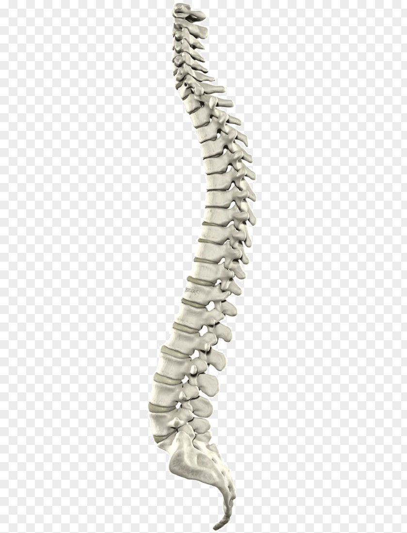 Spinal Cord Myelography Vertebral Column Canal Computed Tomography PNG