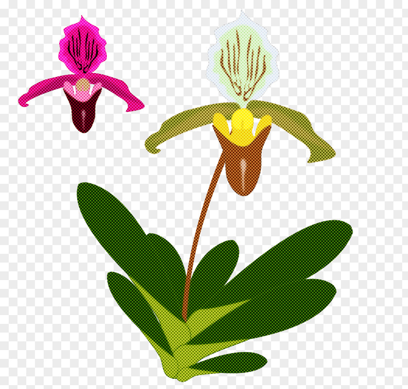 Flower Plant Orchid Cypripedium Pedicel PNG