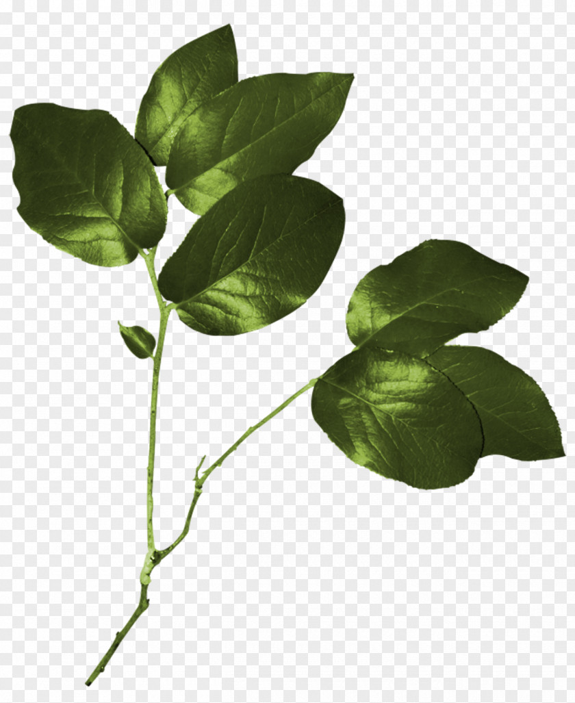 Green Leaves Leaflet Information Clip Art PNG