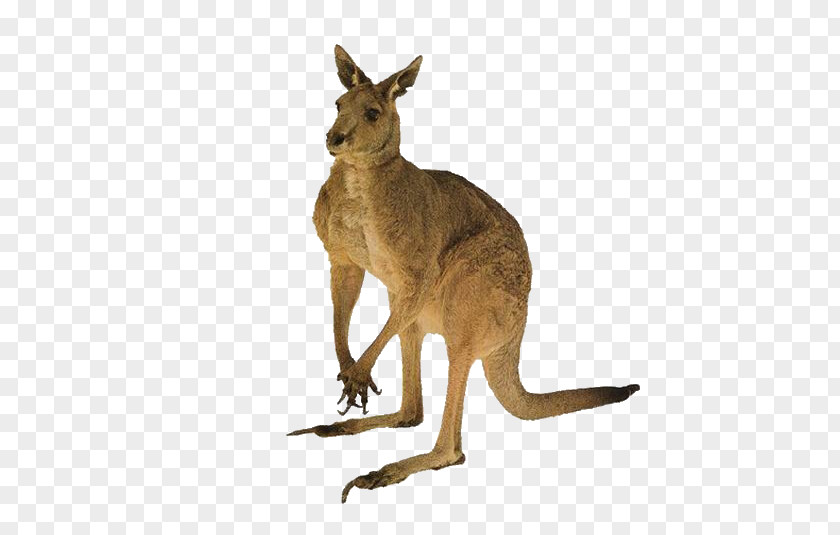 Kangaroo Australia Cat Red Tail PNG