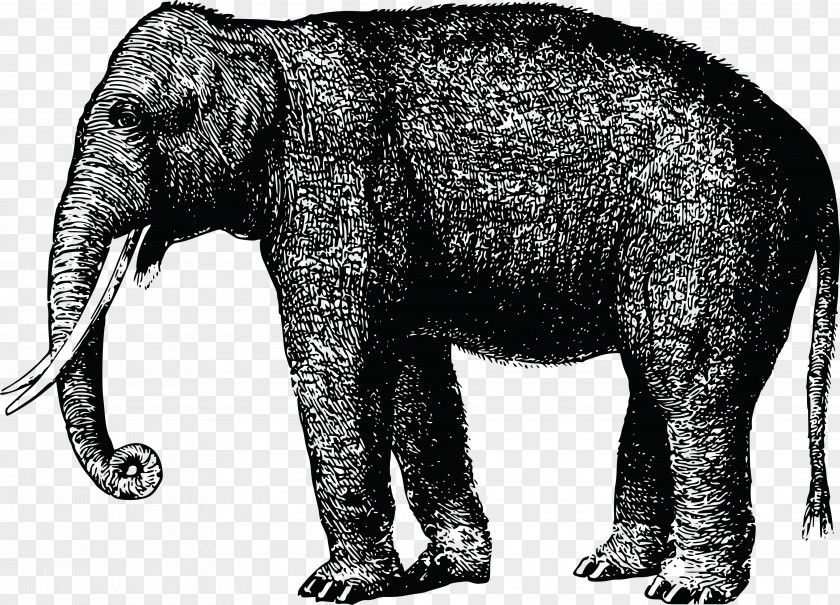 Elephany African Elephant Animal Mammal Clip Art PNG
