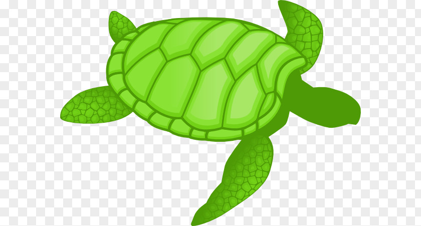 Flying Turtle Green Sea Clip Art Drawing PNG