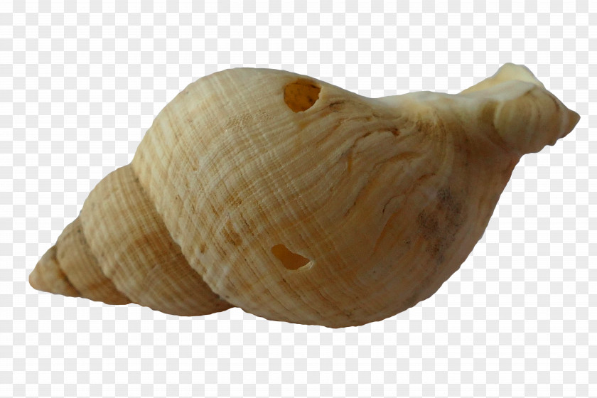 Seashells Clam Mussel Seashell PNG