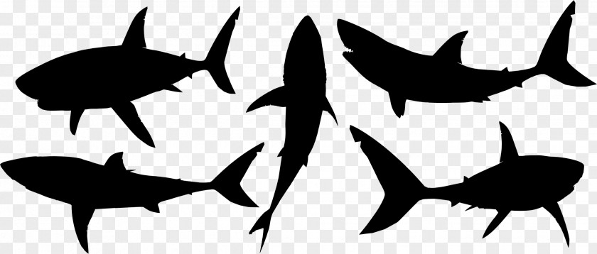 Shark Silhouette Download Great White Clip Art PNG