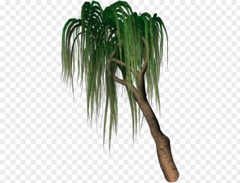 Willow Tree Cottages Arecaceae Grasses Flowerpot Evergreen Plant Stem PNG