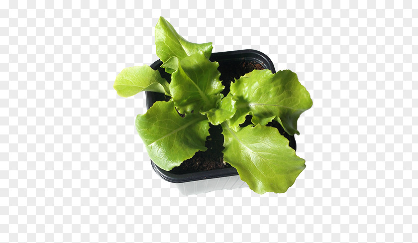 Clover Seed Romaine Lettuce Leaf Greens Plants PNG