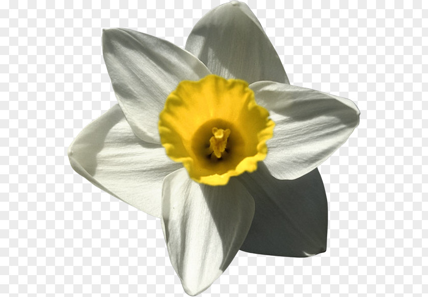 Daffodil Narcissus Clip Art PNG
