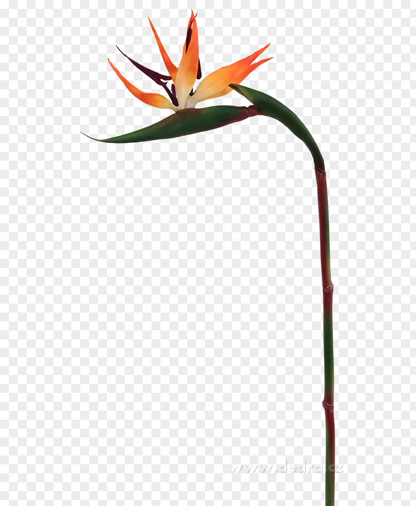 Flower Beak Plant Stem PNG