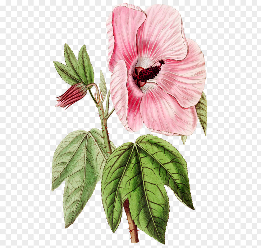 Hibiscus Splendens Botanical Illustration Drawing Image PNG