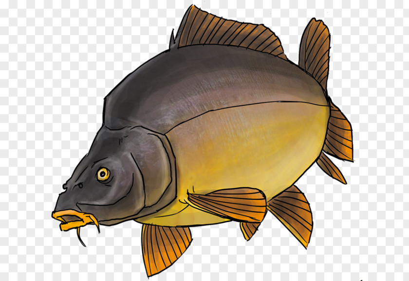 Mandala/ Carp Freshwater Fish Koi Drawing PNG