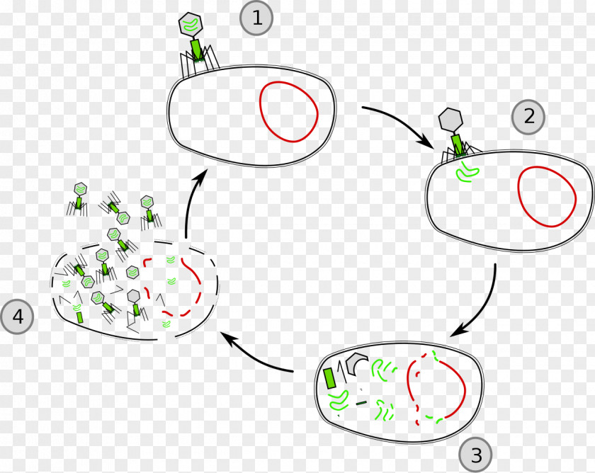 Sterilized Virus Cell Lysis Lytic Cycle Lysogenic PNG