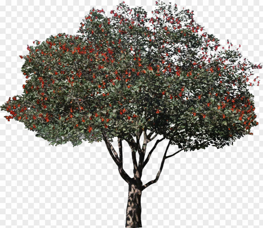 Bushes Tree Woody Plant Willow Shrub PNG