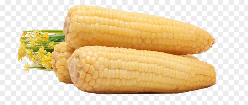 Corn Cob On The Waxy Sweet PNG