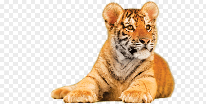 Paper Tiger Towel Kitchen Royale PNG