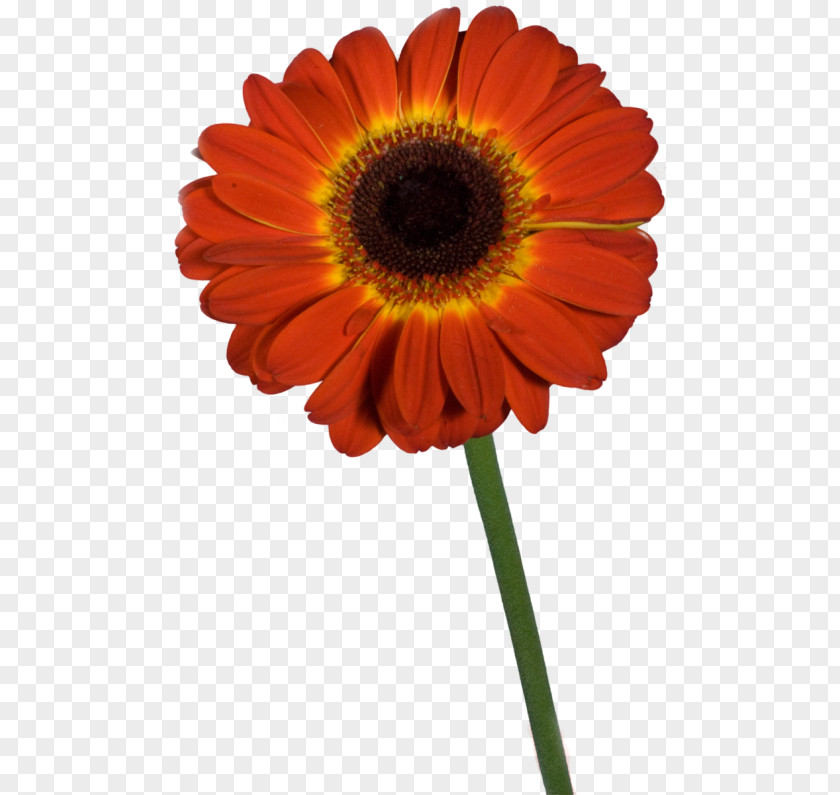 Transvaal Daisy Cut Flowers Red Common Sunflower Dahlia PNG