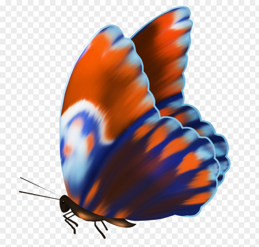Butterfly Gossamer-winged Butterflies Brush-footed PNG