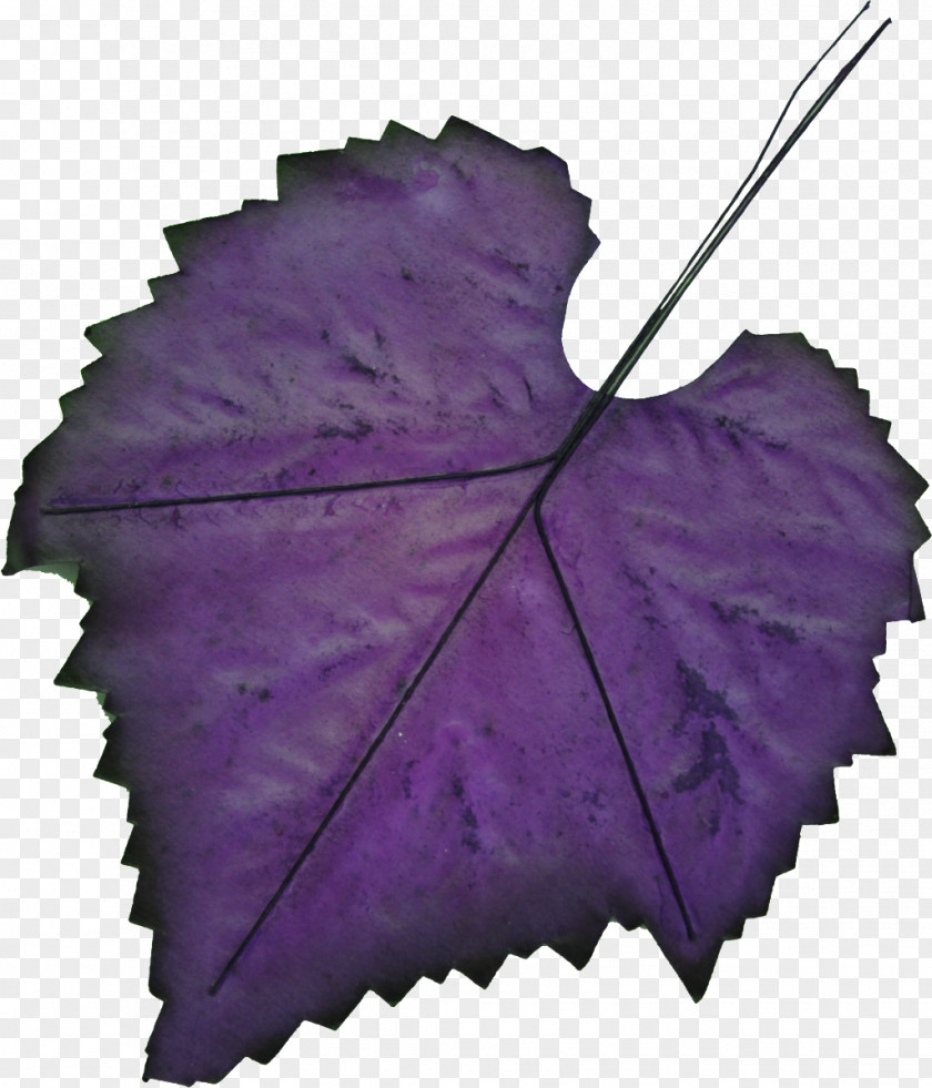 Morning Glory Vitis Autumn Leaves Background PNG