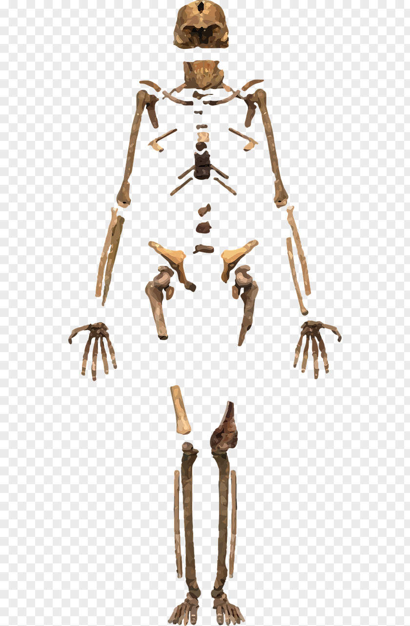 Skeleton Homo Sapiens Human Body Bone PNG