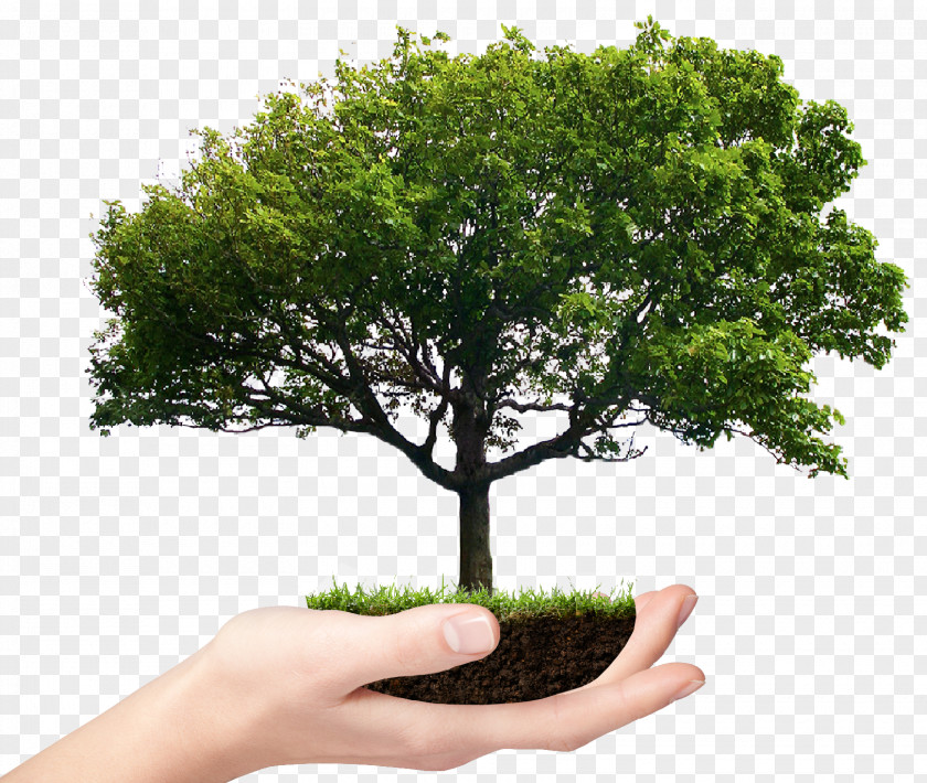 Tree Stock Photography Branch PNG