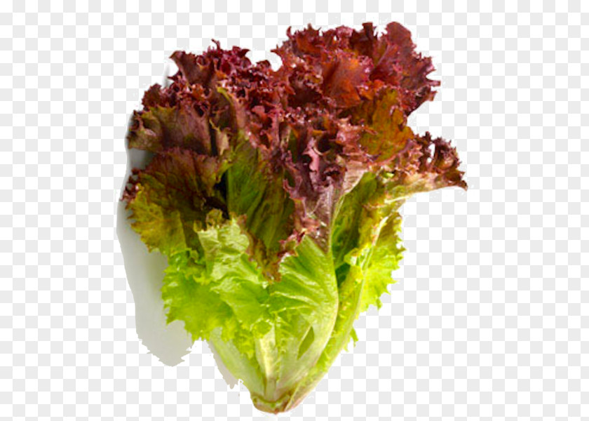 Vegetable Red Leaf Lettuce Romaine Salad PNG