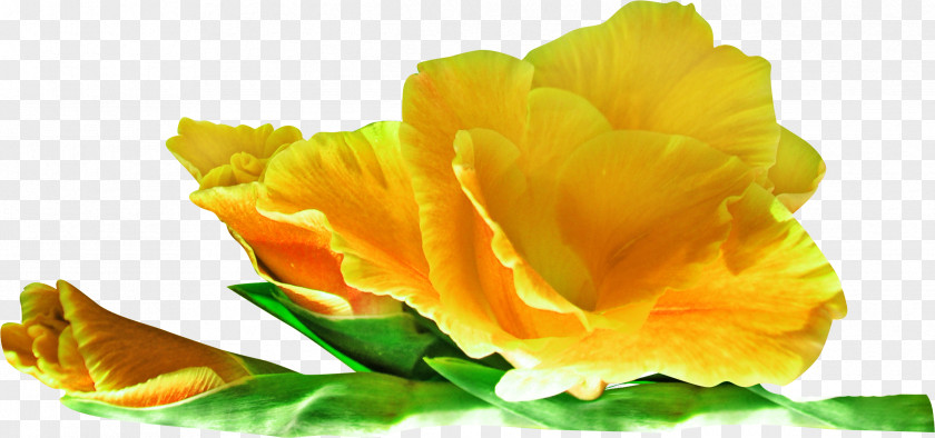 Yellow Rose Flower Clip Art PNG