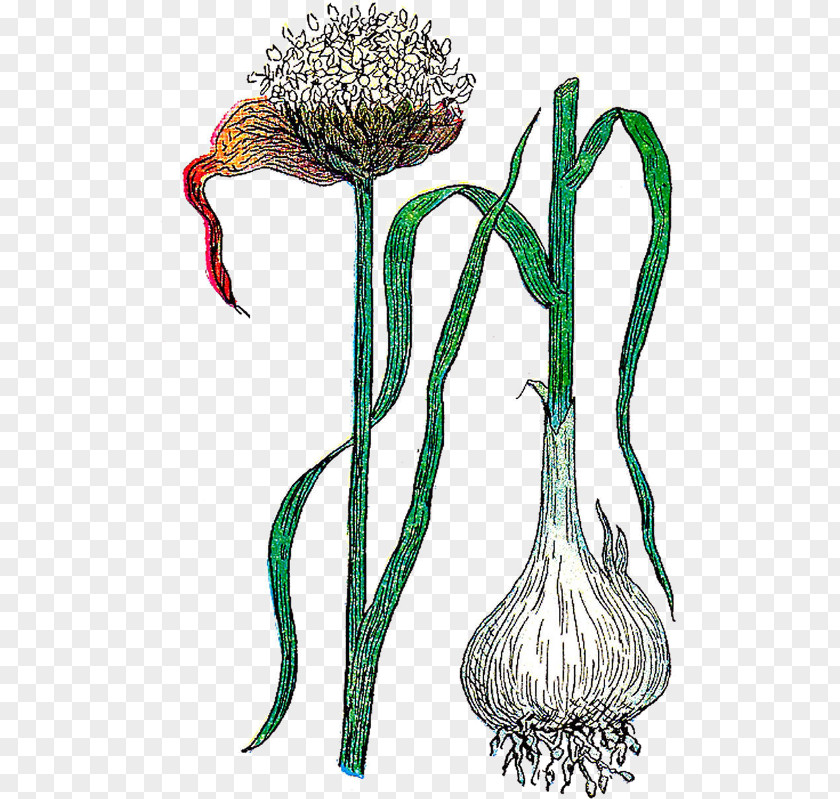 Botanical Illustration Flower Clip Art Botany PNG