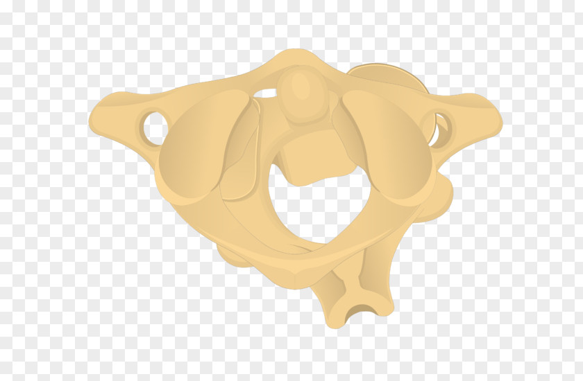 Cervical Vertebrae Axis Atlas Bone Process PNG