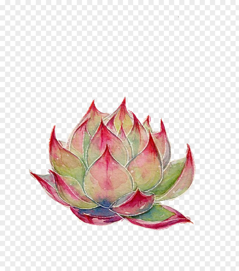 Ji Lin Baby Nelumbo Nucifera Watercolor Painting Colored Pencil Icon PNG