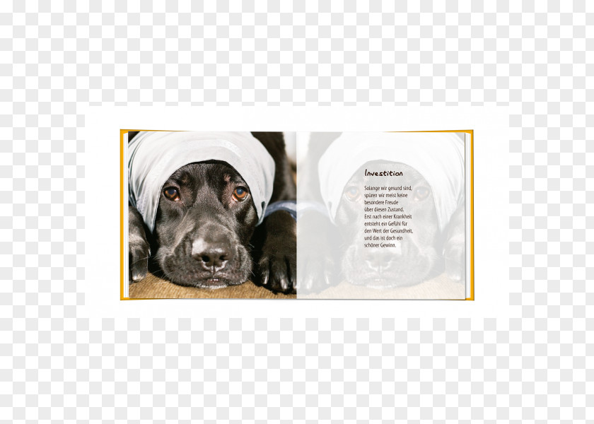 Mini Session Labrador Retriever Leash Dog Breed Collar PNG