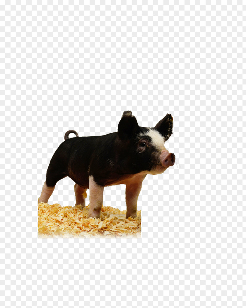 Pig Dog Breed Snout PNG
