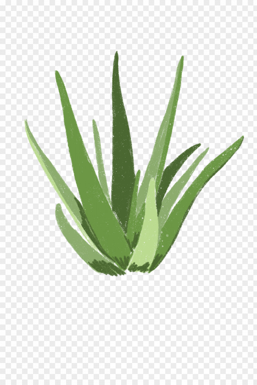 Plant Leaf Aloe Agave Flower PNG