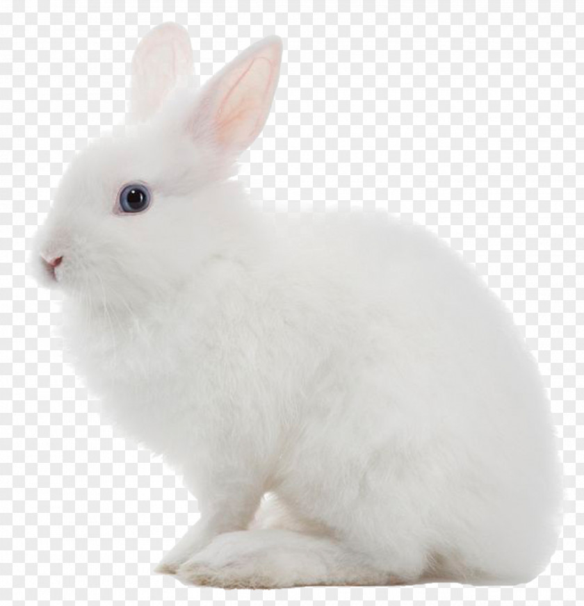 Rabbit Lionhead Domestic American Fuzzy Lop Holland Flemish Giant PNG